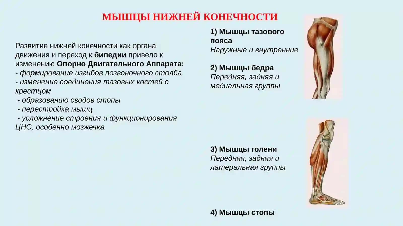 Мышцы тазового пояса 2