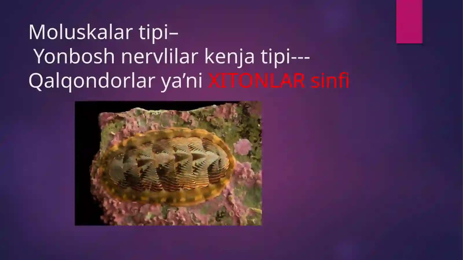 XITONLAR nerv sistemasini tahlil qilish 2