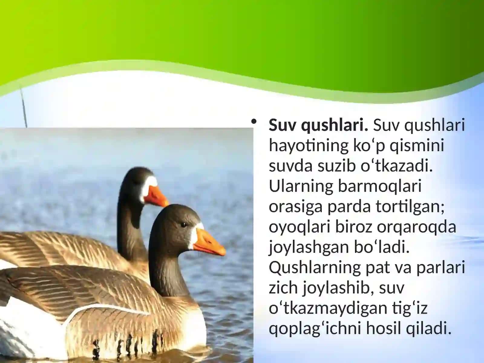 7-sinf Zoologiya 'Suv havzalari va sohil qushlari' ko'rgazma 2