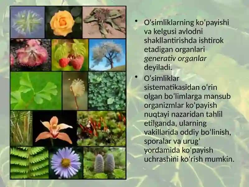 O‘simliklarning vegetativ va generativ organlari 2