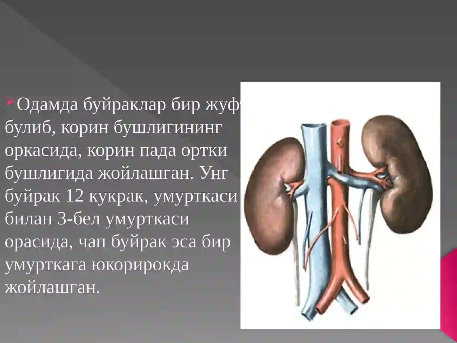 Буйрак 2