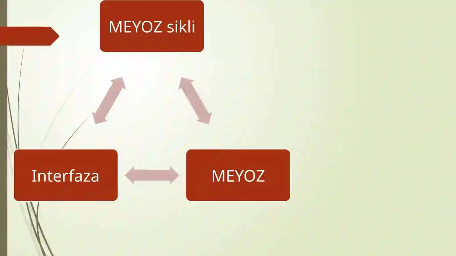 HujayralarningmEyotiksi. MITOZ VA MEYOZ PATOLOGIYASI 2
