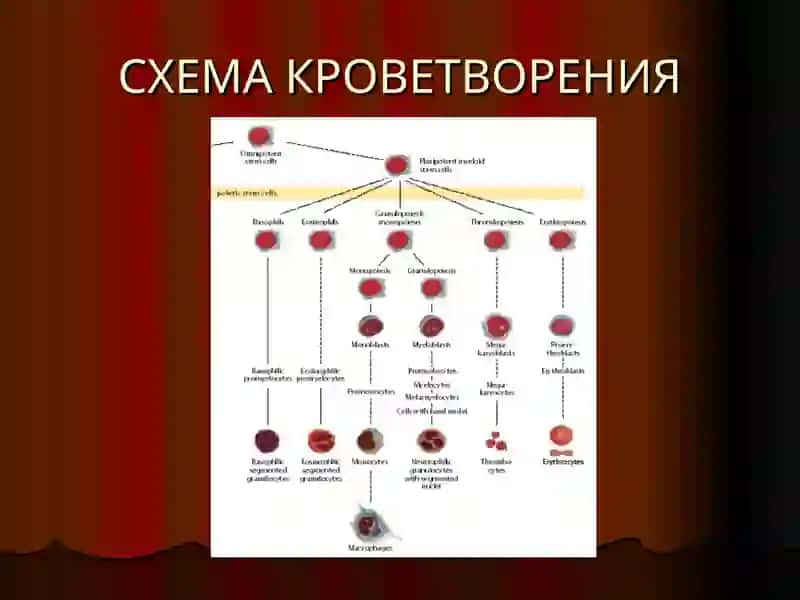 АНЕМИИ 2