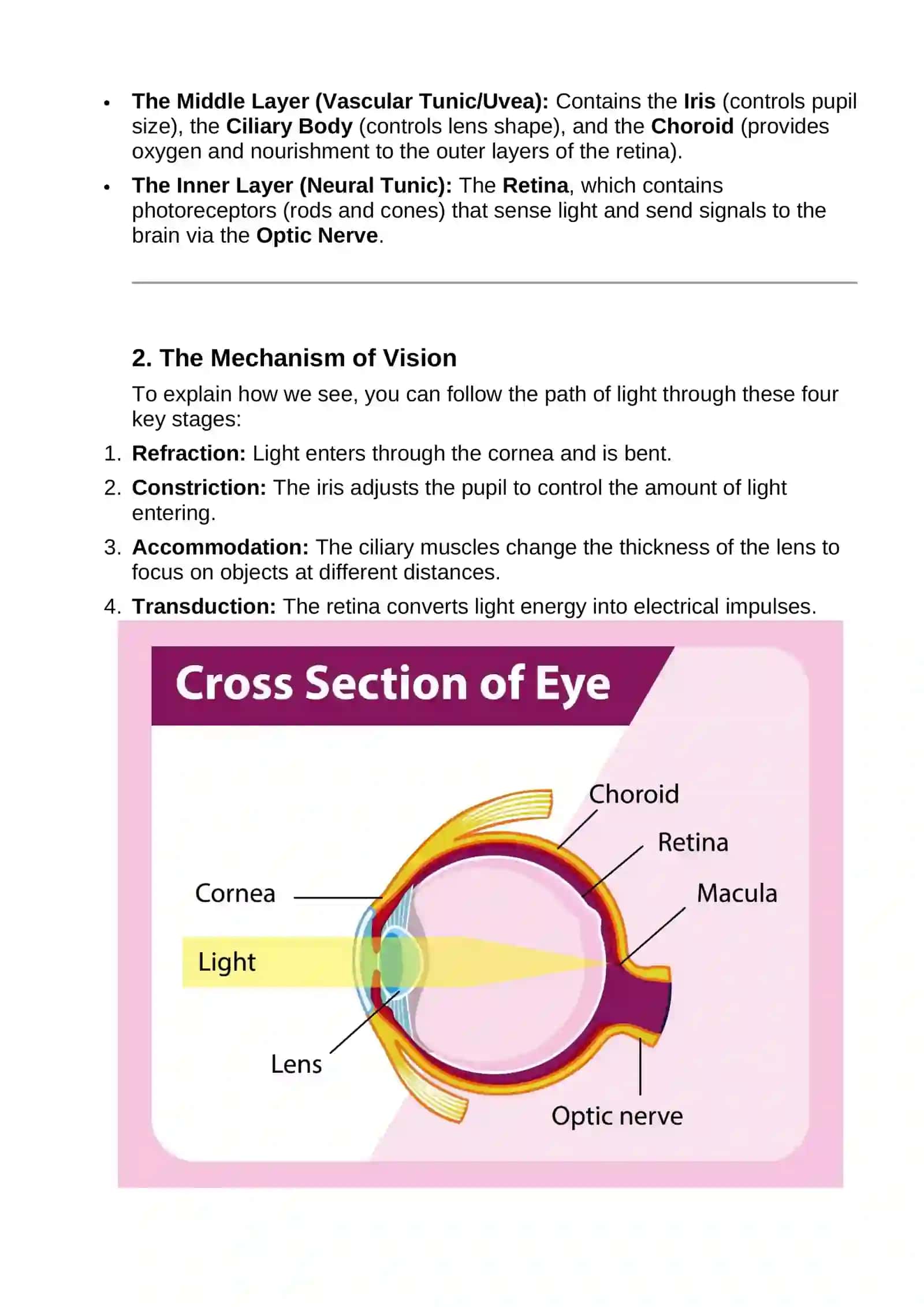 The Eye. Culture Project 2