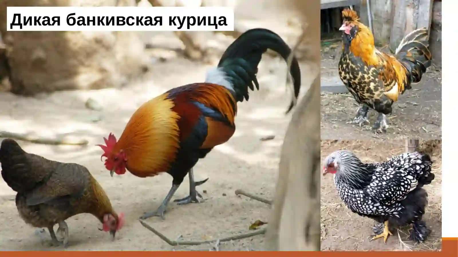 Дикая утка кряква 2