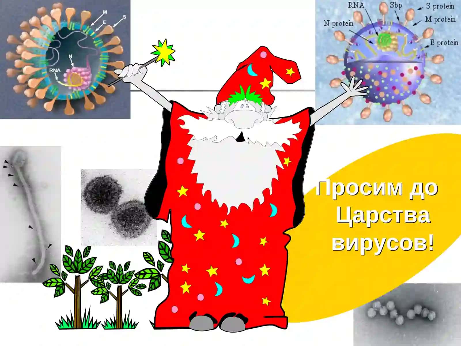 МОРФОЛОГИЯ И ФИЗИОЛОГИЯ ВИРУСОВ 2