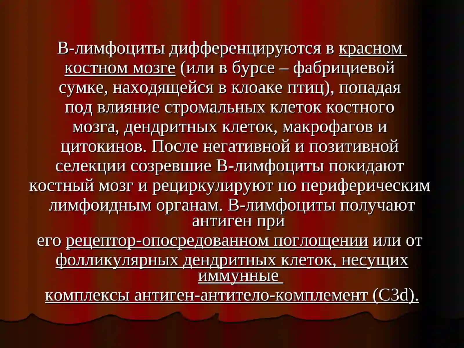 Презентация по иммунологии по теме «B-лимфоциты» 2