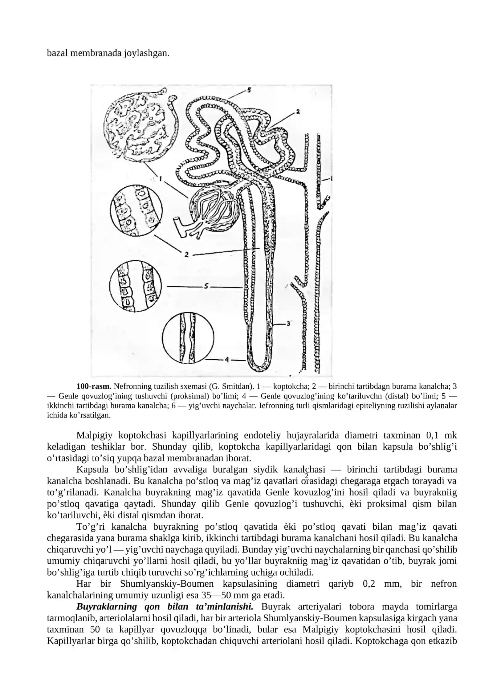 Ayiruv a’zolari fiziologiyasi 2