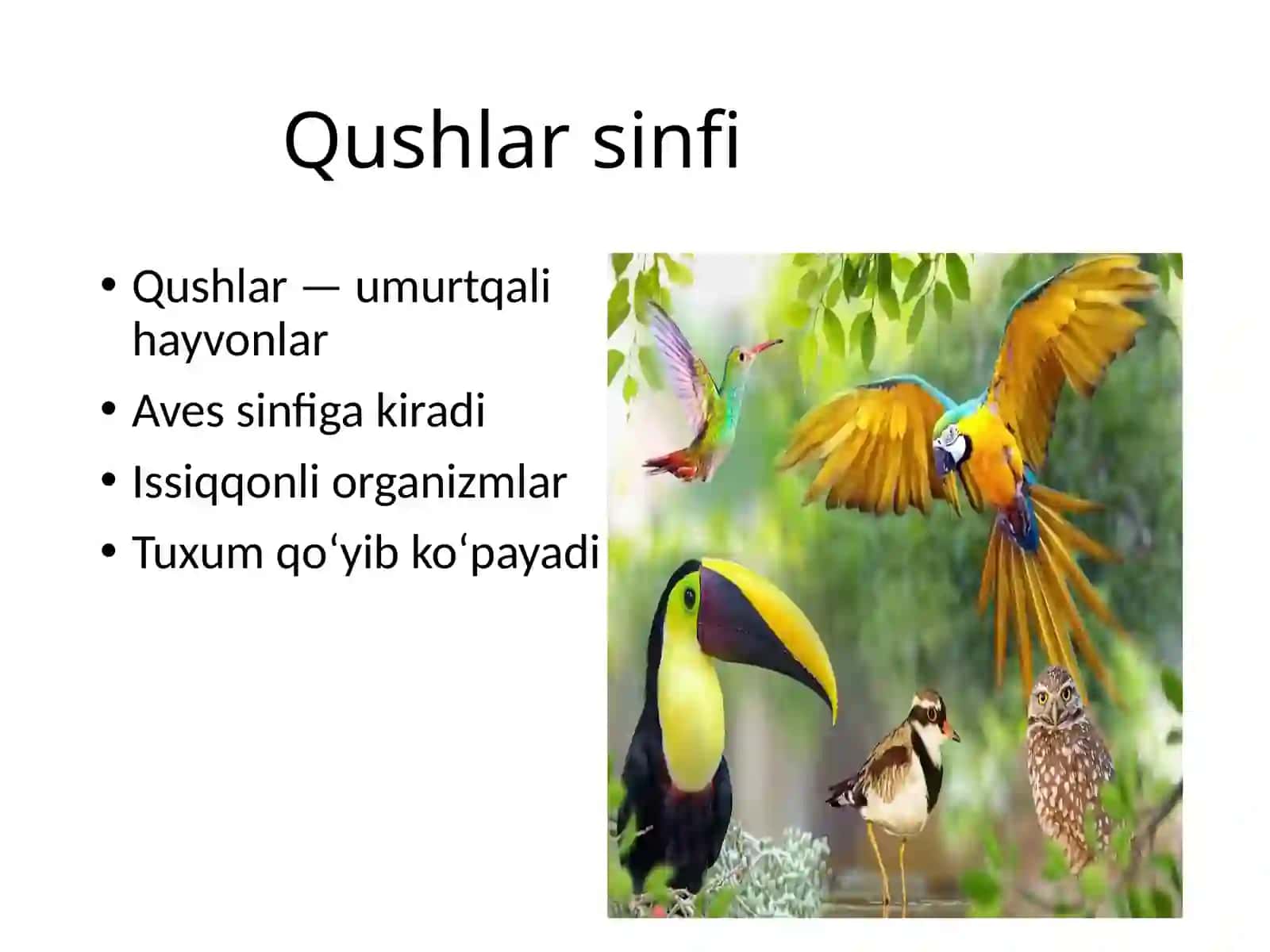 Qushlar-Avessinfi.Qushlarsinifigamostumumiyxususiyatlar 2