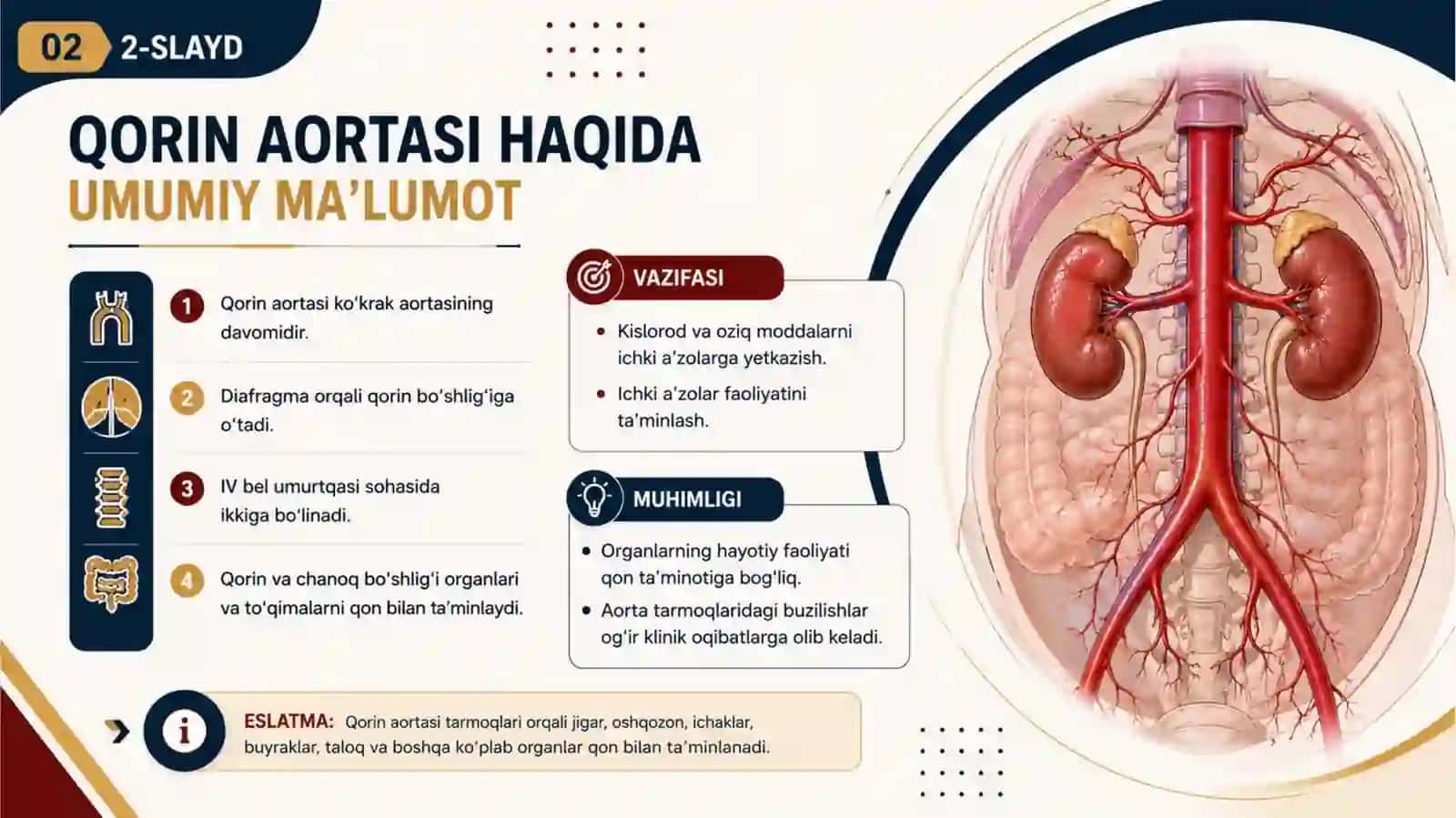 Qorin aortasini tarmoqlari, ichki aʼzolarni qon bilan taʼminlanishdagi jarrohlikdagi ahamiyati 2