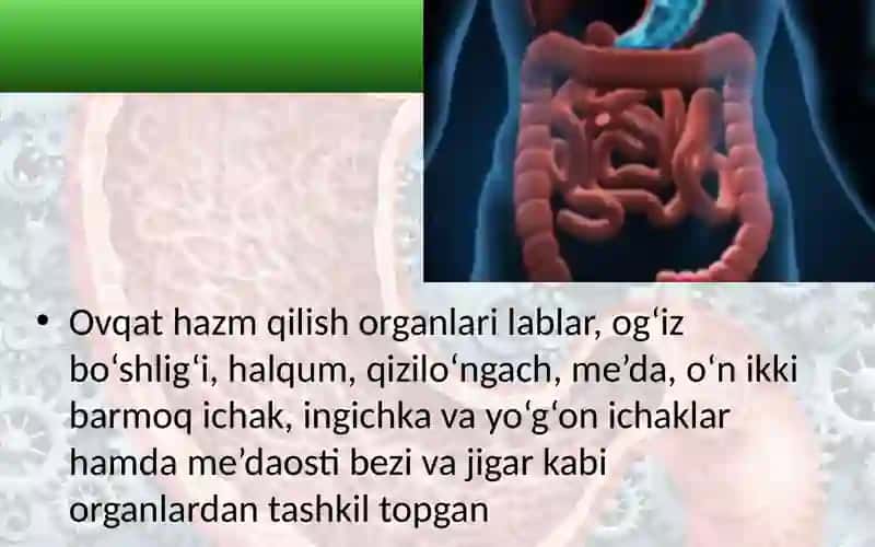 Ovqat hazm qilish organlarining tuzilishi va vazifasi 2