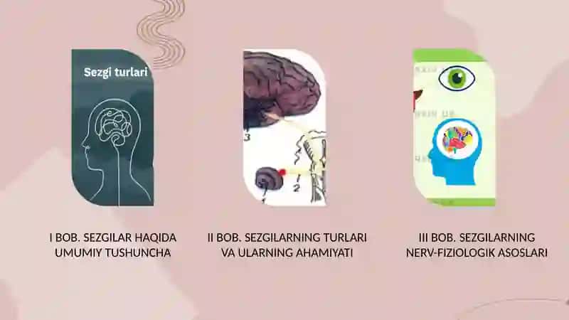 Sezgilar haqida umumiy tushuncha va ularning nerv-fiziologik asoslari 2