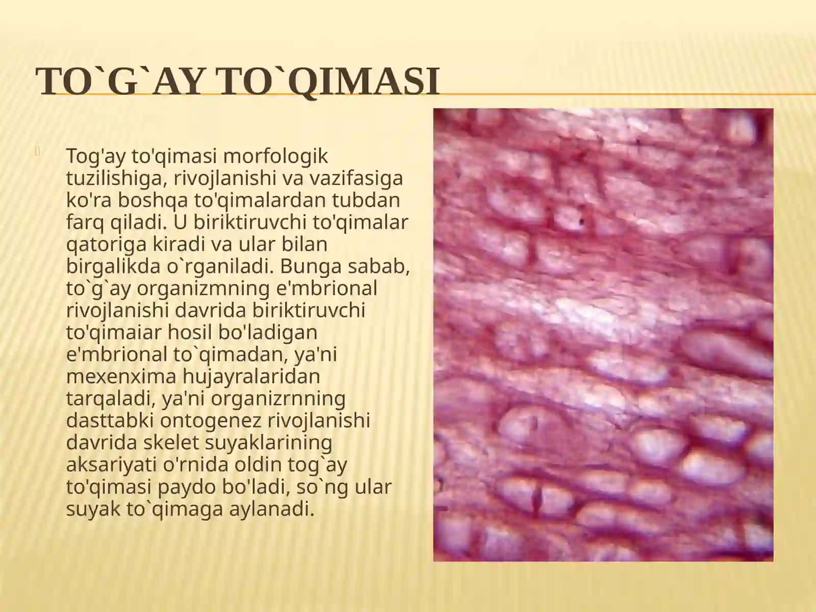 Tog`ay to`qimasi, uning gistologik tuzilishi va tiplari 2