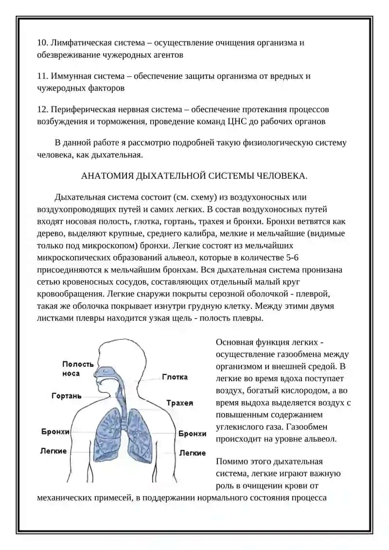 Дыхательная система 2