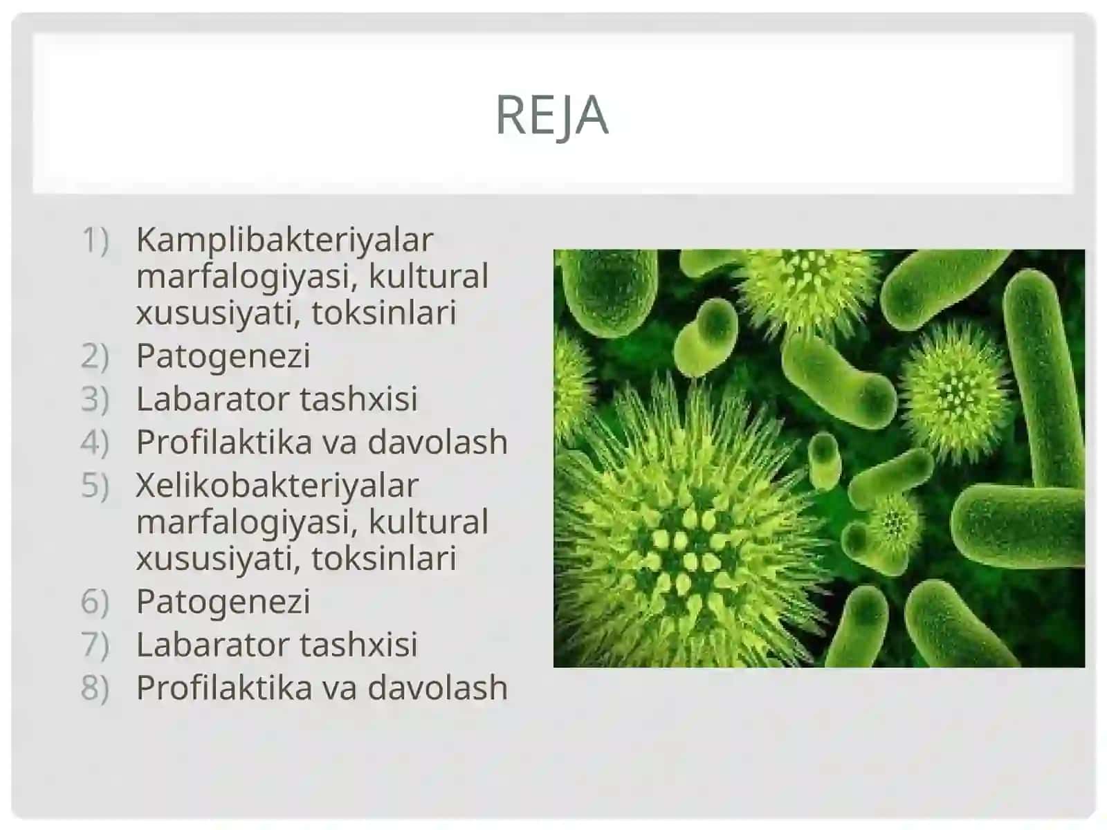 Kampilobakteriyalar, xelikobakteriyalar va ularning amaliyotdagi ahamiyati 2