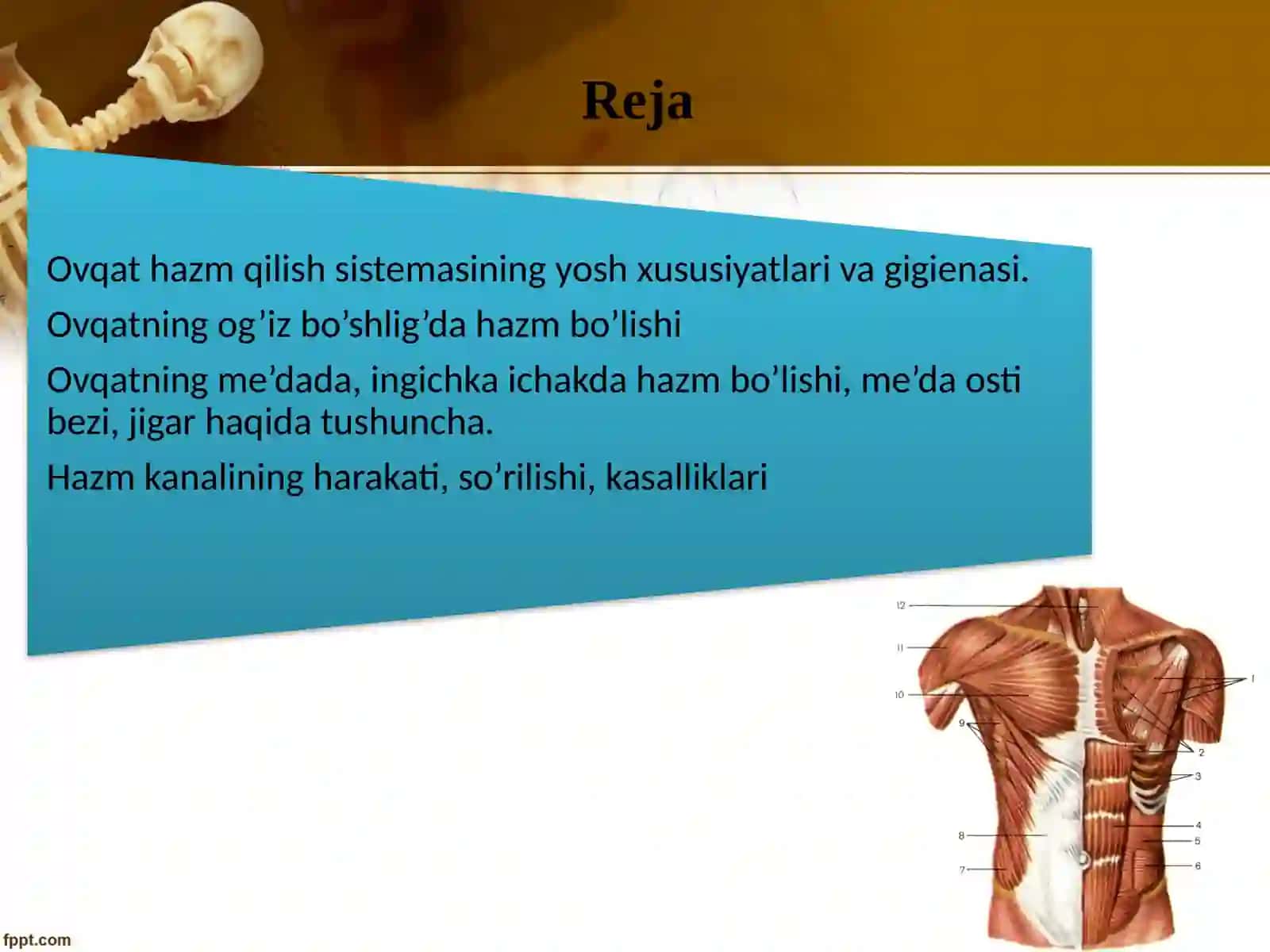 Ovqat hazm qilish sistemasining yosh xususiyatlari va gigienasi 2