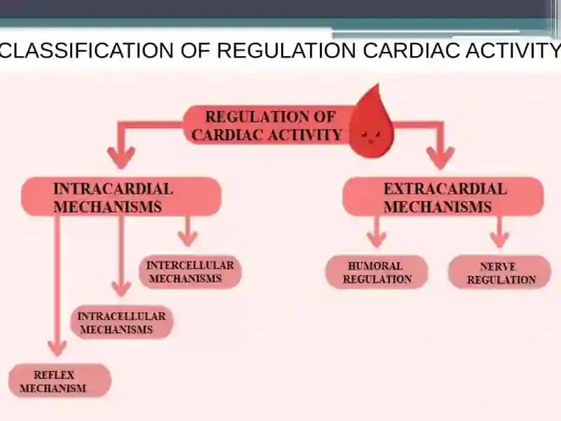 REGULATION OF CARDIAC ACTIVITY 2