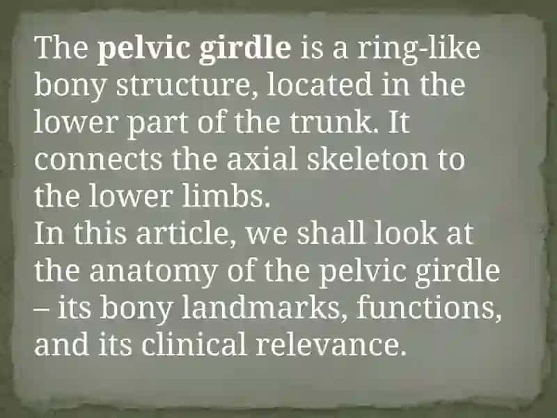 The Pelvis 2