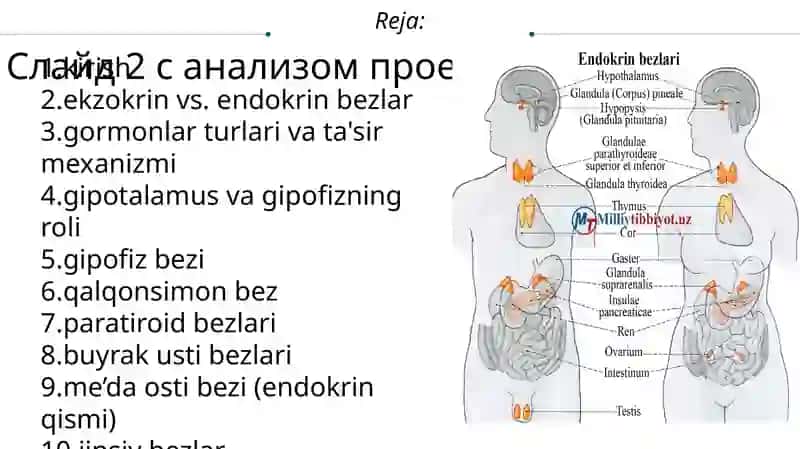 Endokrin bezlarining mikro tuzilishi 2
