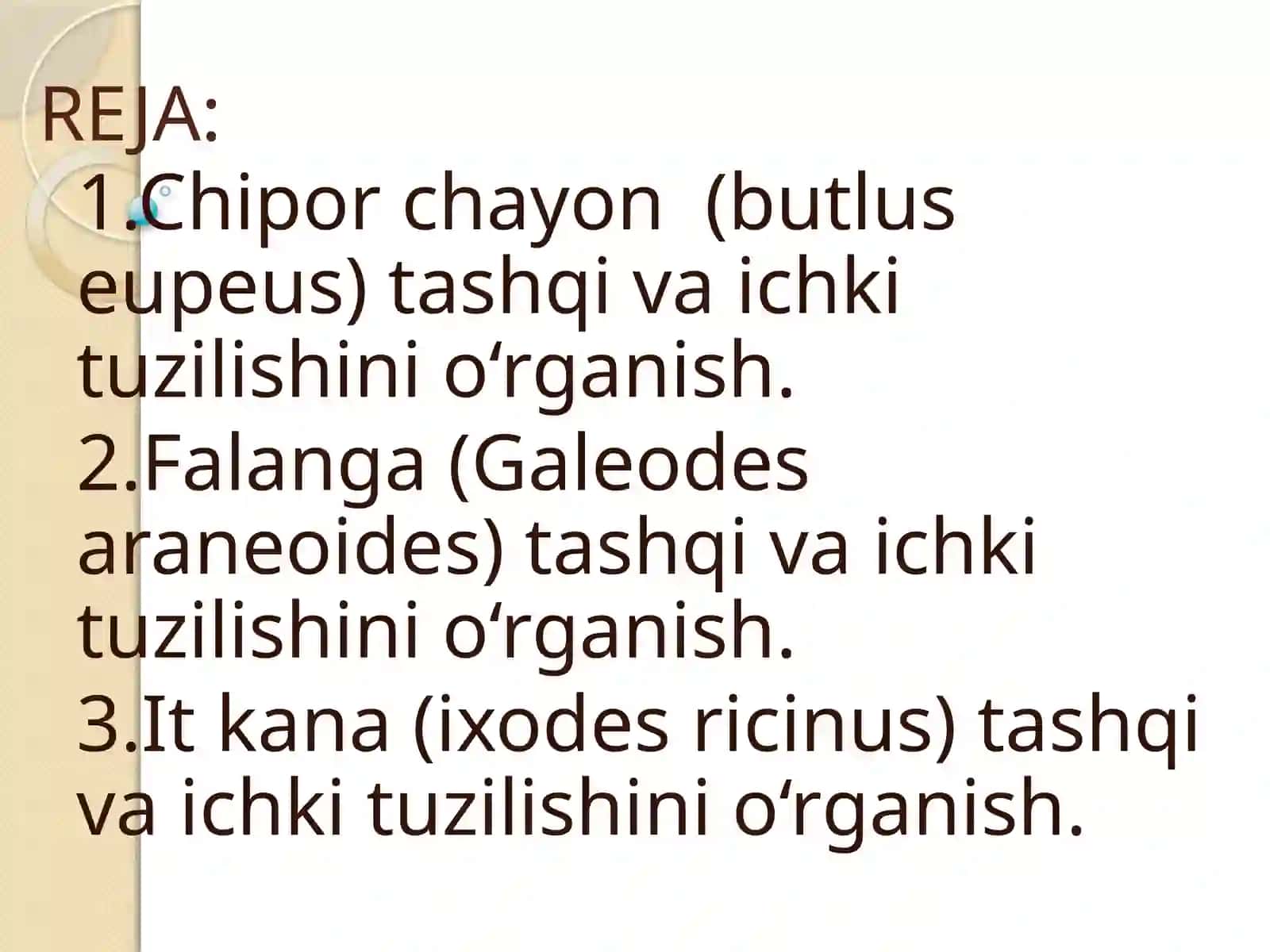Chiporchayon (butlus eupeus), Falanga (Galeodes araneoides) va It kana (ixodes ricinus) tashqiva ichki tuzilishini o‘rganish 2
