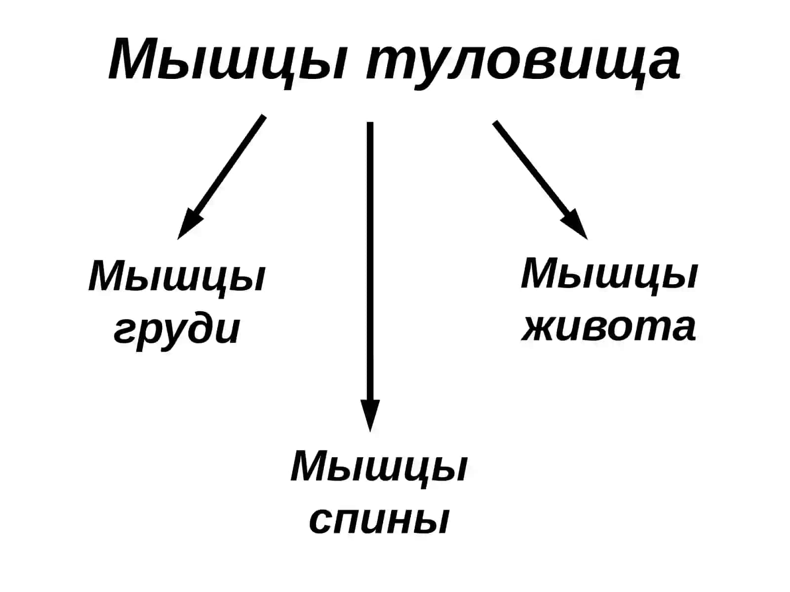 Топография груди 2