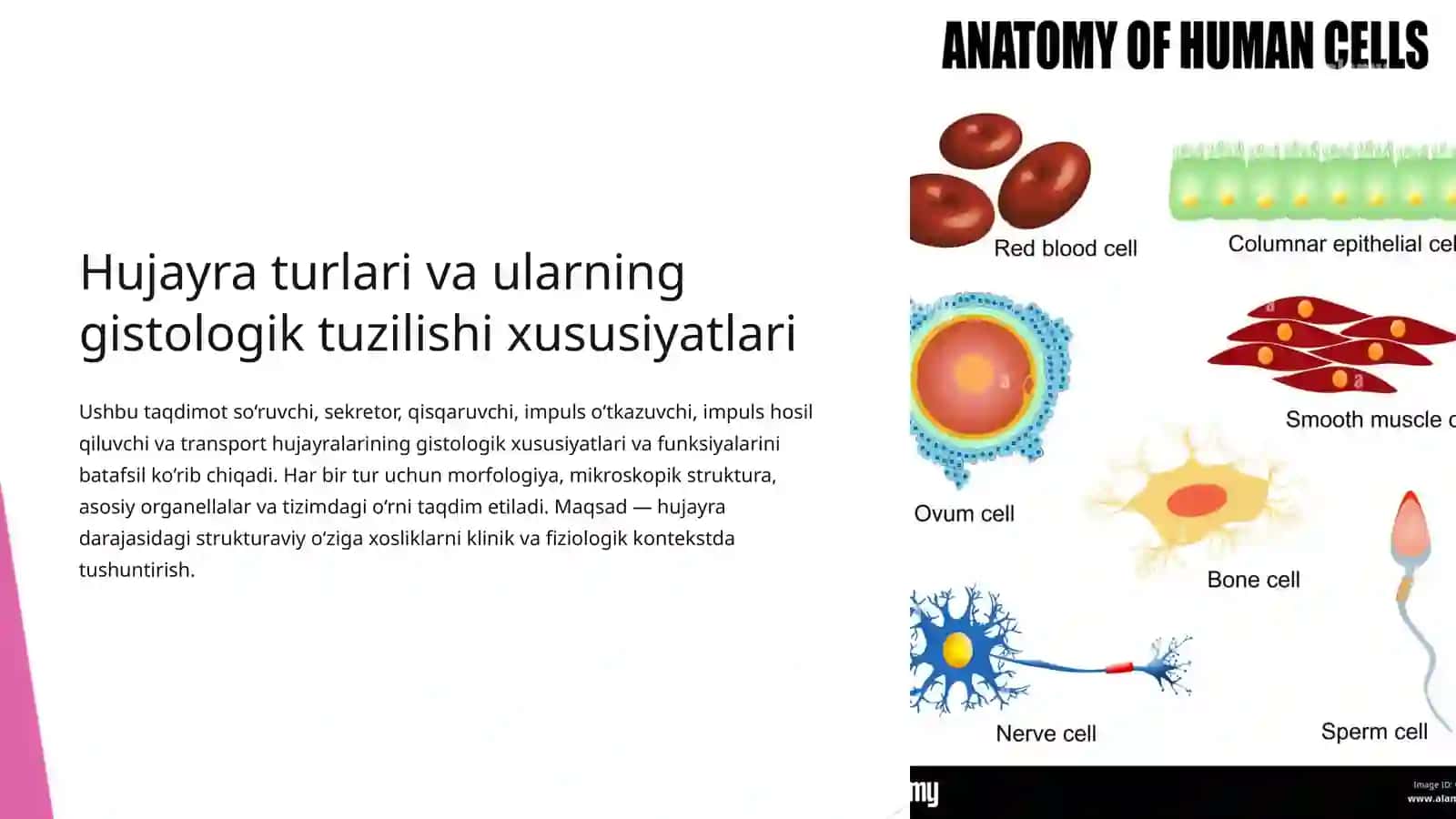 Hujayra turlari va ularning gistologik tuzilishi xususiyatlari 2