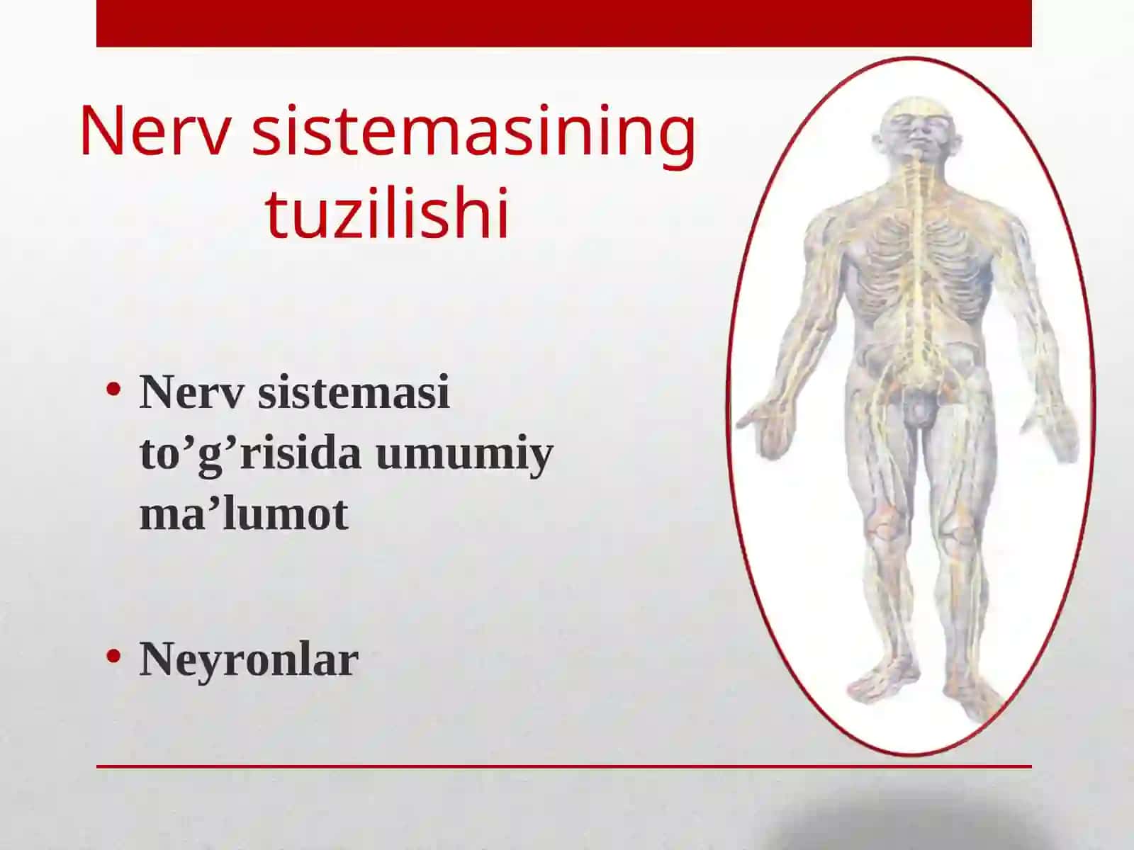 Nerv sistemasining tuzilishi 2