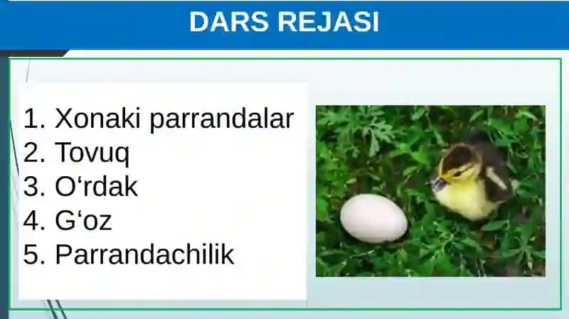 Xonaki Parrandalar 2