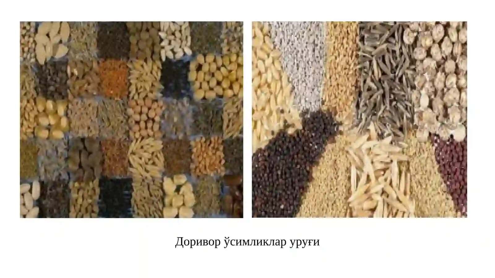 Уруғларни реализация қилиш усуллари 2