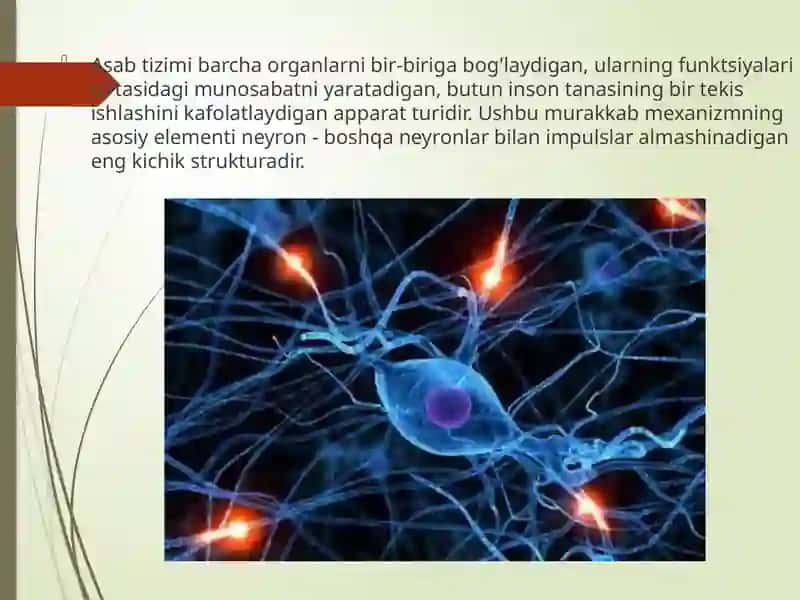 VEGETATIV NERV TIZIMI FIZIOLOGIYASI 2