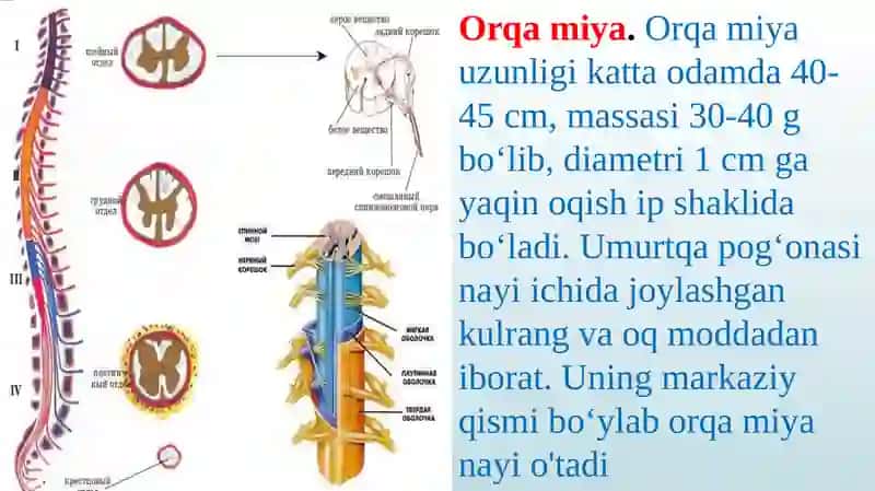 Orqamiyaningtuzilishi va funksiyasi 2
