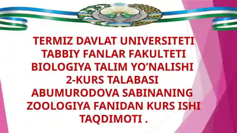 Zoologiya fanidan kurs ishi taqdimoti 2