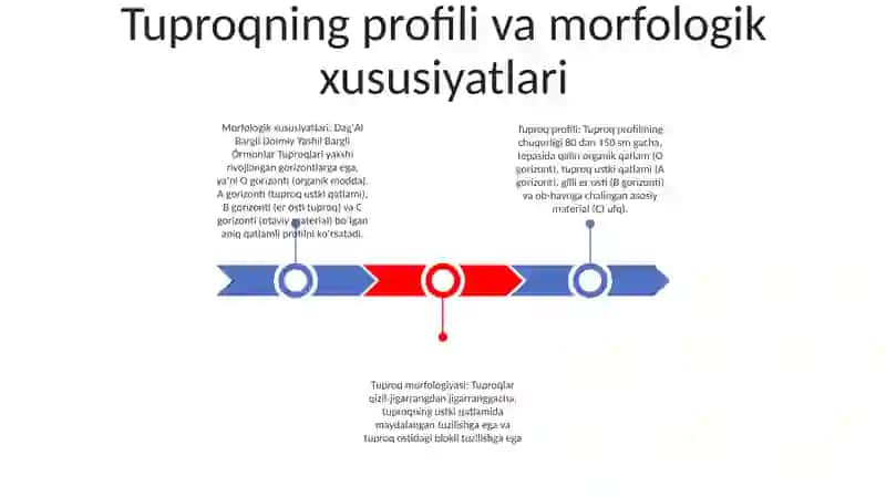 DagʻAl Bargli Doimiy Yashil Bargli Órmonlar Tuproqlari 2