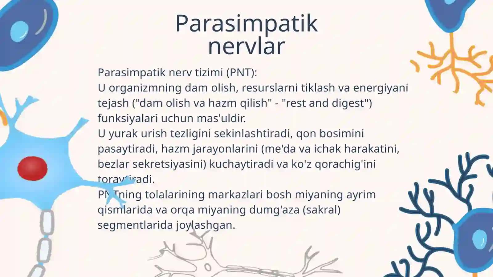 Parasimpatik nervlar 2