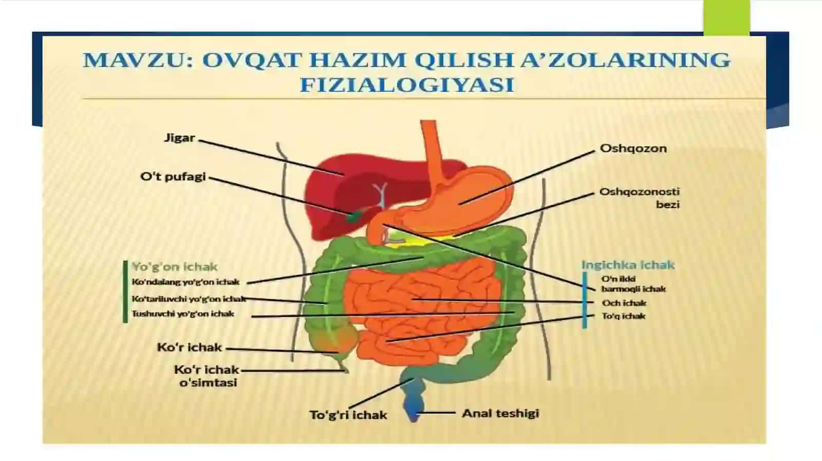 Ovqatlanishning fiziologik asoslari. Hazm tizimining motor faoliyati va boshqarilishi. Og'iz bo'shlig'i va me'dada ovqat hazm bo'lishi 2