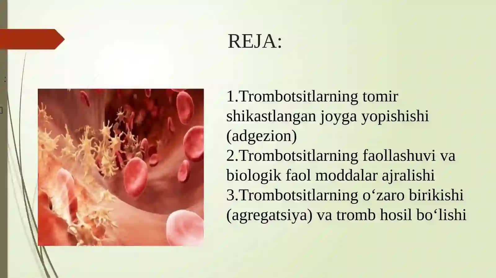 Trombotsitlarning gemostazdagi rolivatrombhosil bo‘lish jarayoni 2