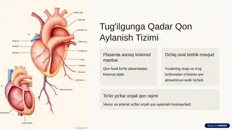 Bola Tug'ilgandan Keyingi Qon Aylanishining Ahamiyati 2