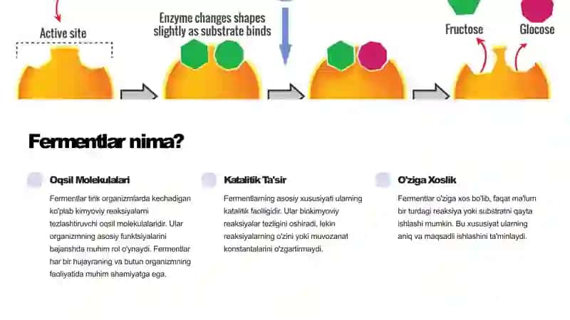 Tibbiyotda fermentlarning qo’llanilishi 2