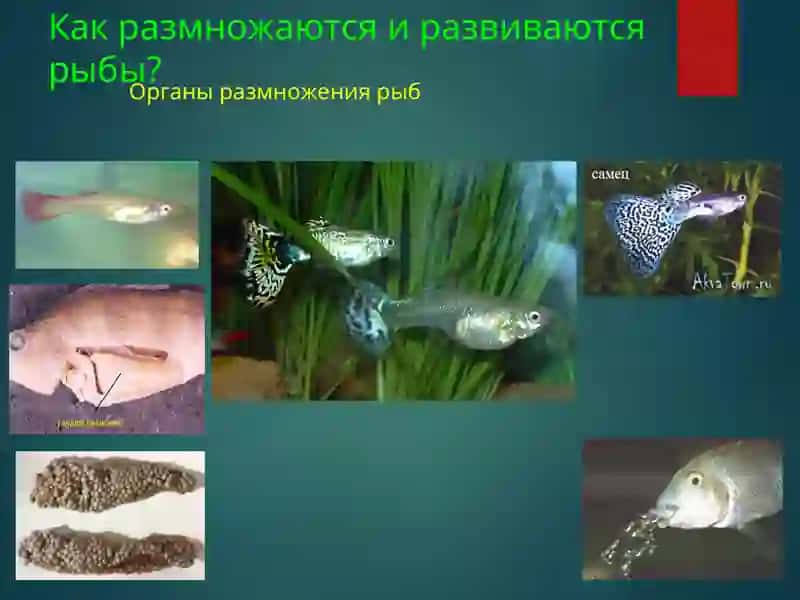 МИГРАЦИЯ РЫБ 2