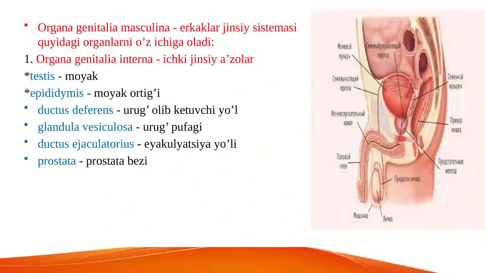 Erkaklarning tanosil a’zolari. Ayollarning tanosil a’zolari. Ularning yoshga qarab o‘zgarishi. Oraliq topografiyasi tuzilishi, chanoq va tanosil diafragmalari va jinsga nisbatan farqi 2