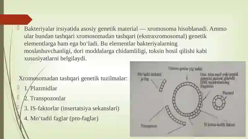 Bakterialirsiyatning xromosomadan tashqari omillari 2