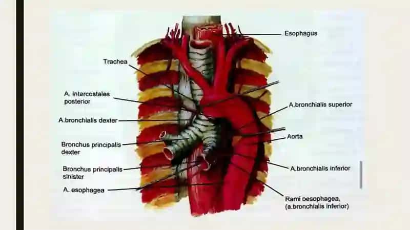 ANATOMIYA FANIDAN MUSTAQIL ISHI 2