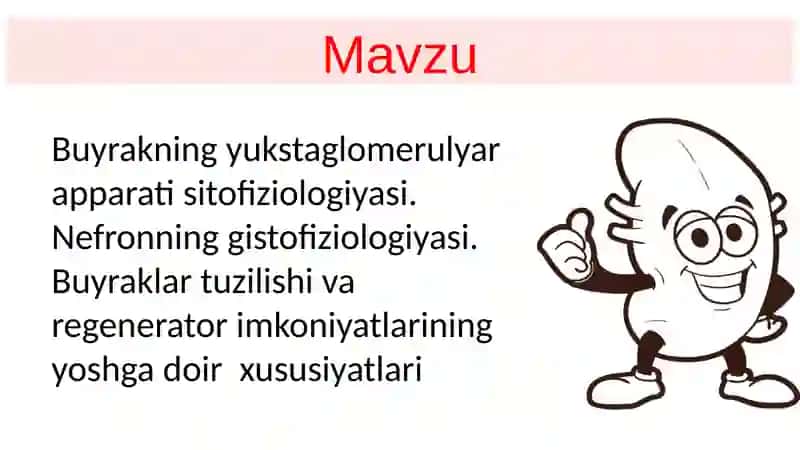 Buyraklar tuzilishi va fizfiziologiyasi 2