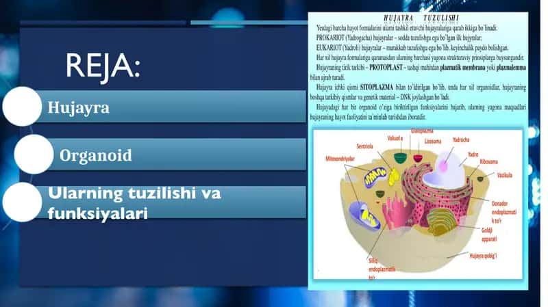 Hujayrani tuzilishi va organoidlarning funksiyasi 2