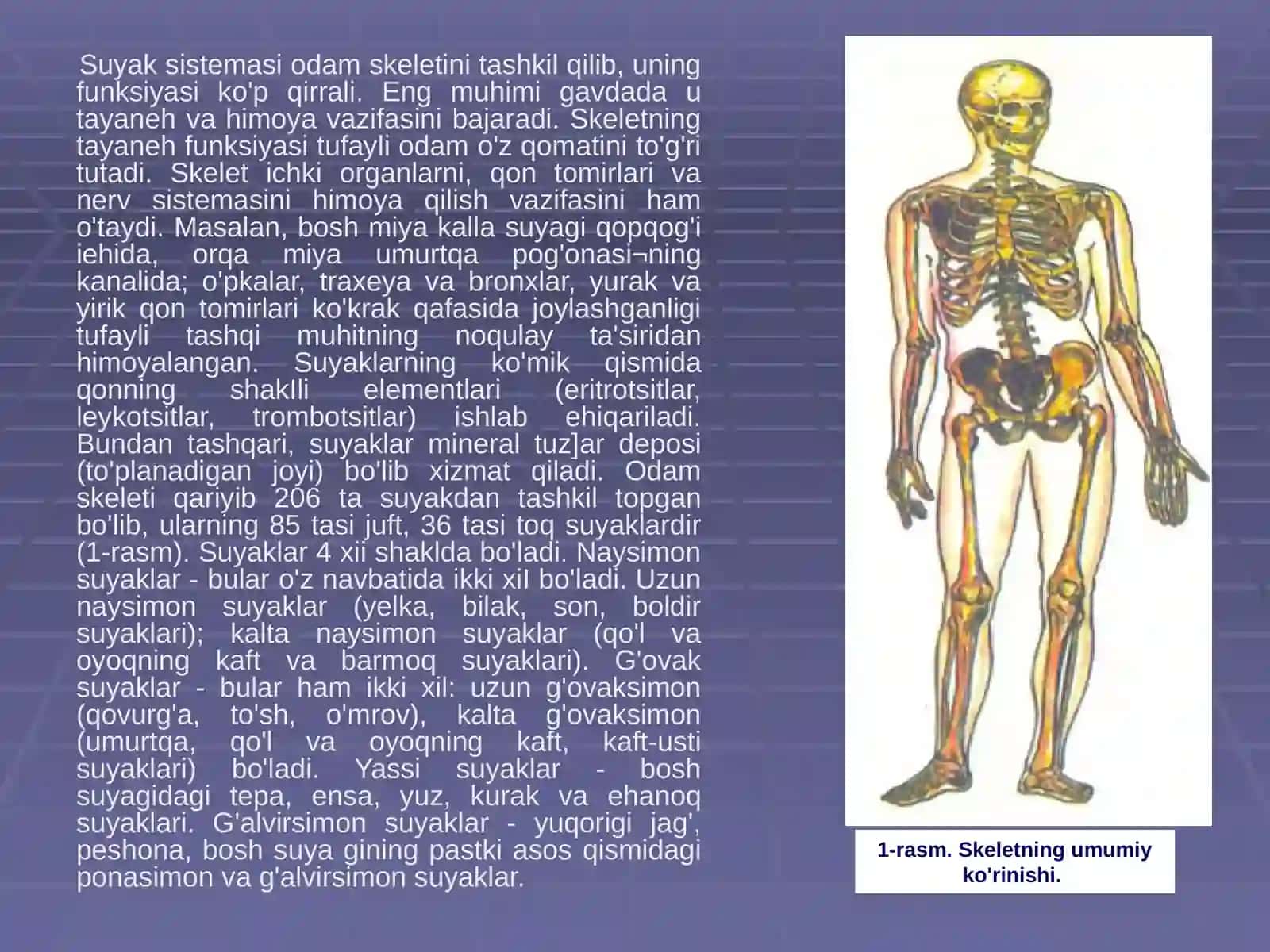 Tayanch harakat apparatlarini yosh xususiyati va gigienasi 2