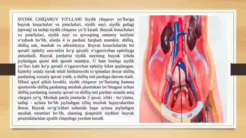 Siydik chiqarish yo'llarining tuzilishi 2