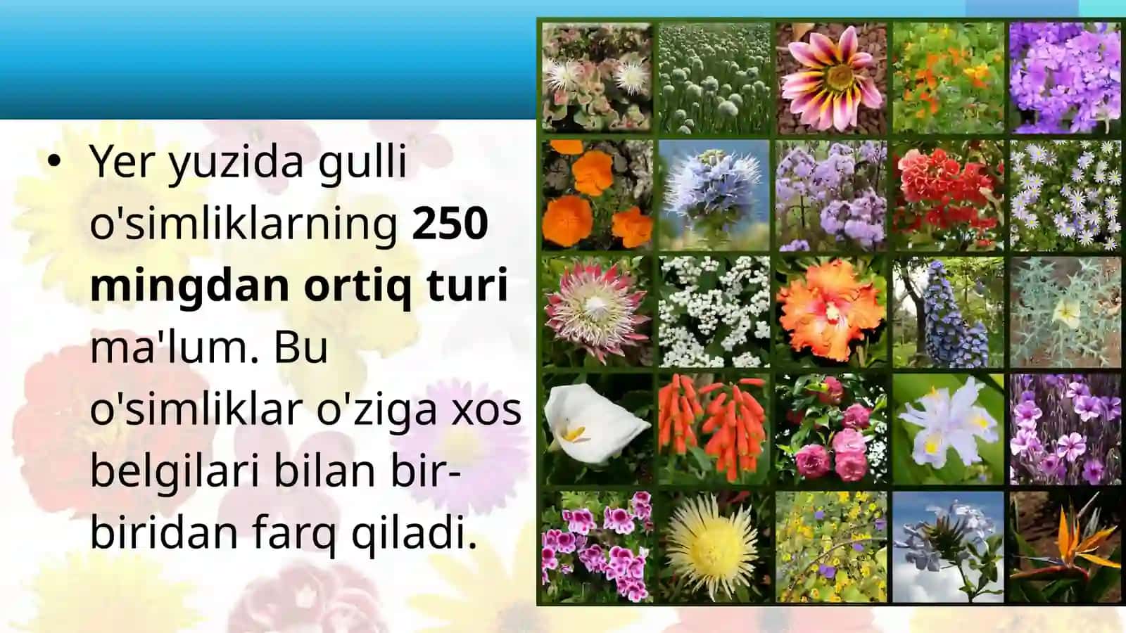 GULLIO'SIMLIKLAR BILAN UMUMIY TANISHISH 2