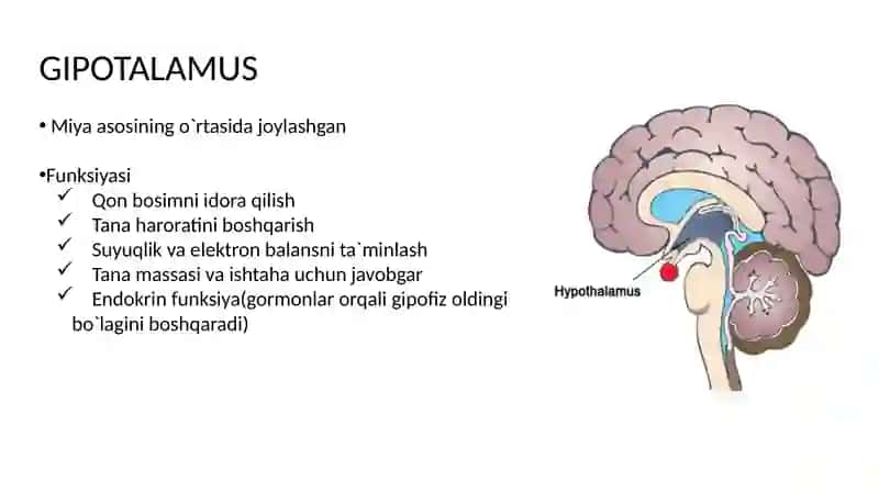 Gipotalamus neyrosekretsiyasining strukturaviy asoslari 2