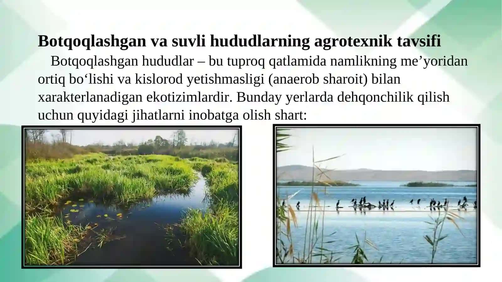 Botqoqlashgan va suvli muhitda dorivor oʻsimliklarni yetishtirish texnologiyasi 2