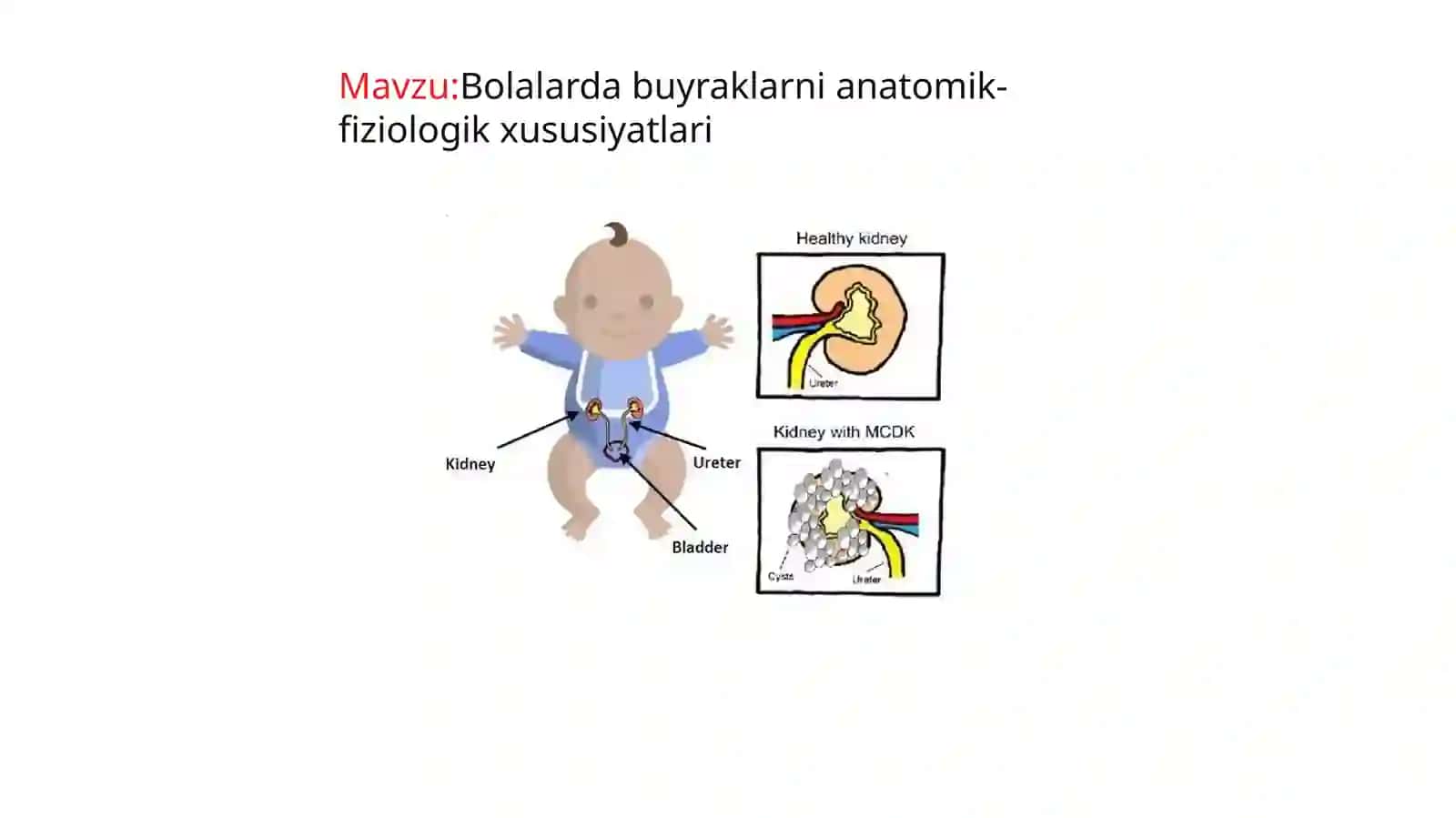 Bolalardabuyraklarnianatomik-fiziologik xususiyatlari 2